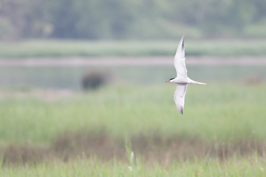 Photo of Common Tern